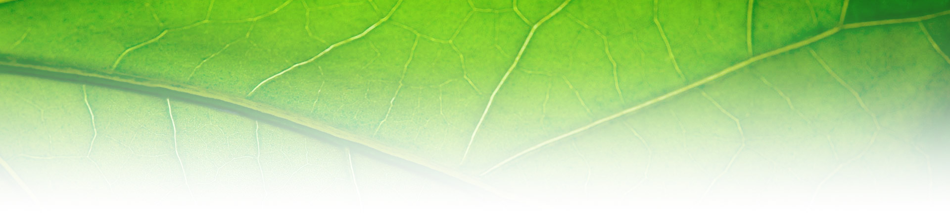 Banner 3