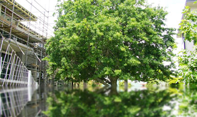 Compost